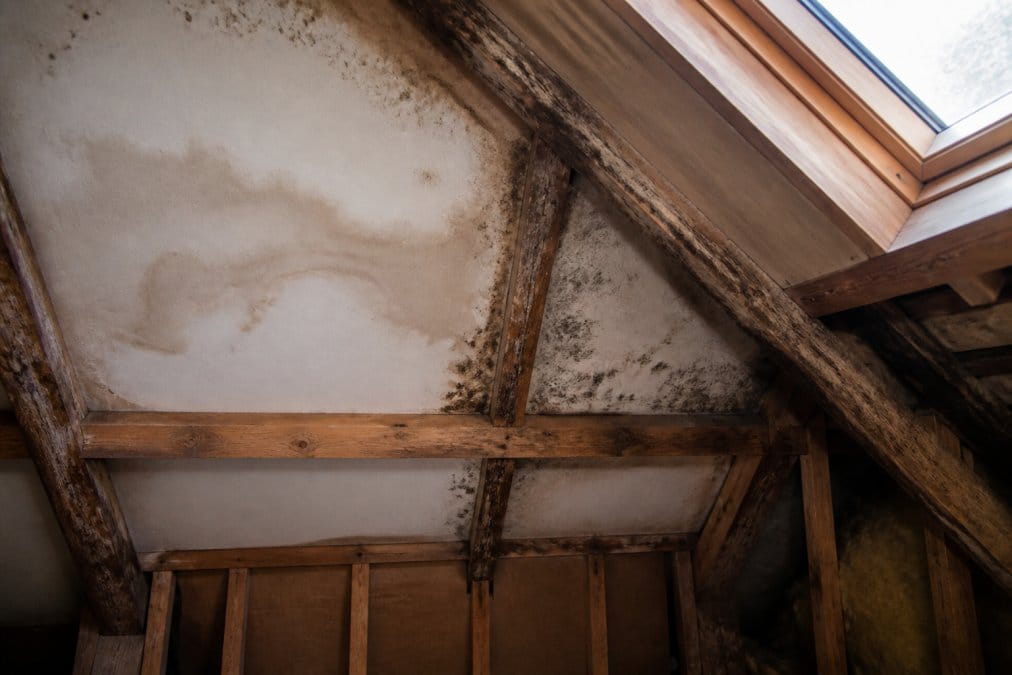 Interior attic or loft space showing brown water stains on white plasterboard, patches of discoloured and damp timber rafters, and areas of mould growth, with natural light from a roof window highlighting the affected areas
