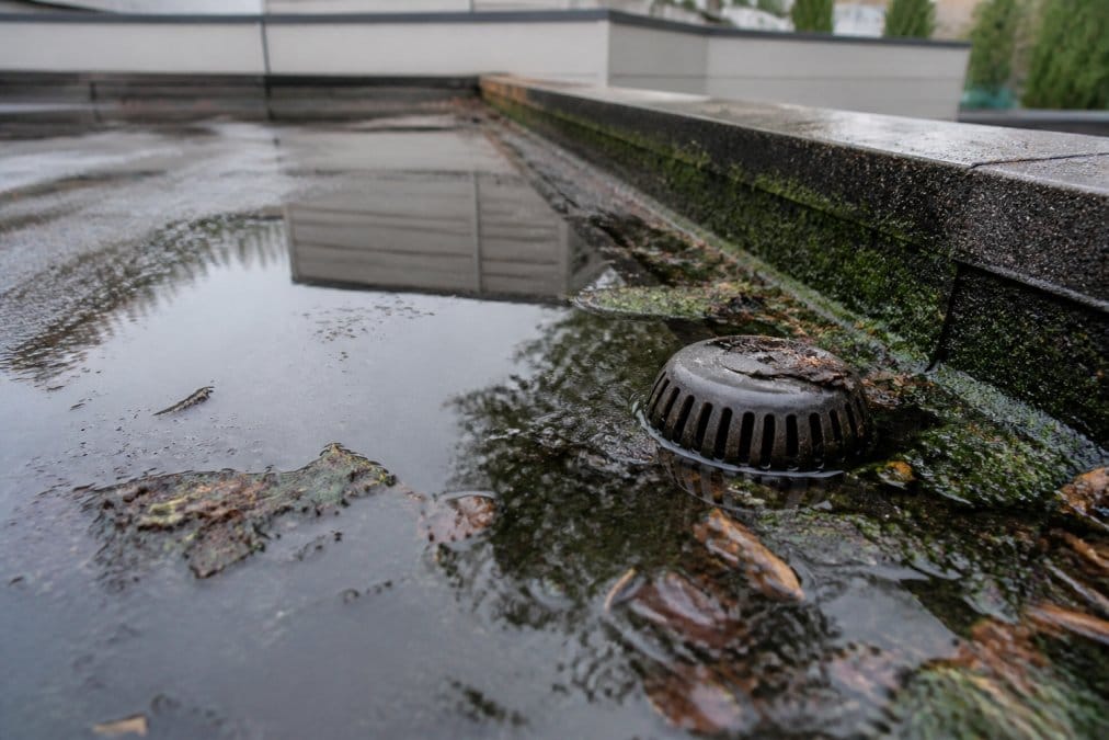 Close-up of a flat roof with visible standing water pooling near a blocked drainage outlet, debris and green algae around the edges, overcast daylight