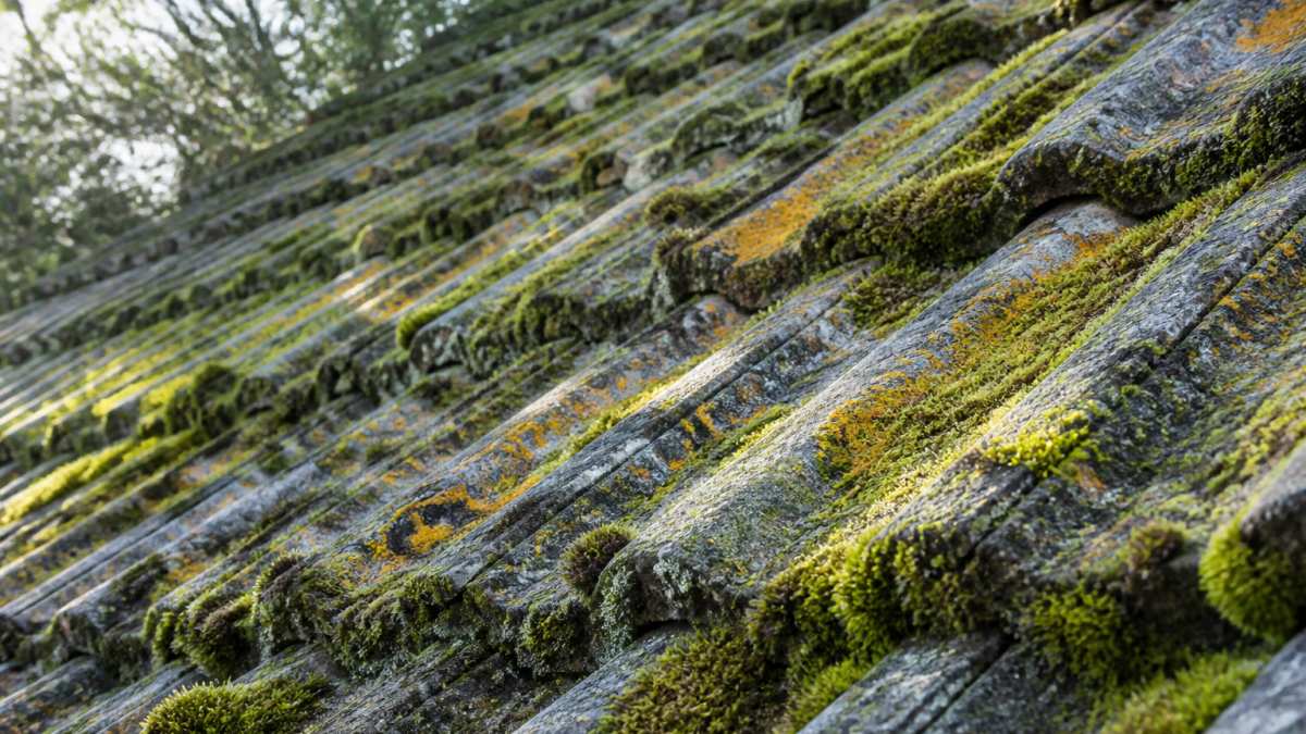 Close-up of thick moss and lichen growth covering grey roof tiles with visible green and orange discolouration in morning light
